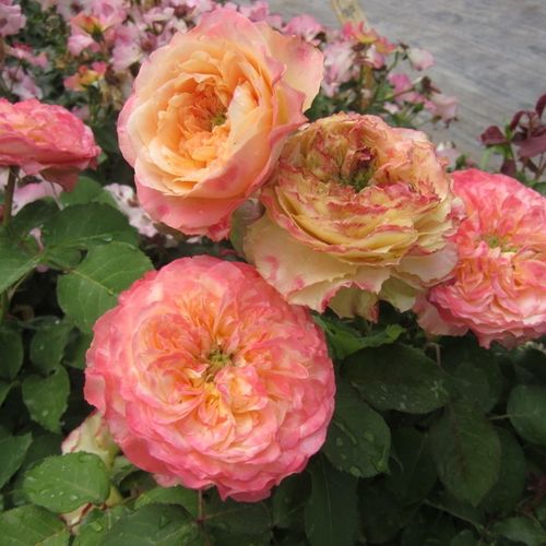 Rosen Shop - floribunda-grandiflora rosen  - gelb - rosa - Rosa Ros'Odile™ - diskret duftend - Dominique Massad - Die dekorativen, vollgefüllten Blüten der RosÓdile erinnern an altertümliche Rosen, aber ihre besondere Farbenwelt verleiht ihr ein modernes 